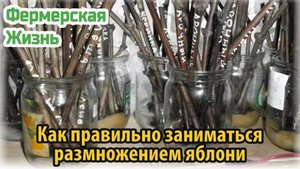 Как правильно заниматься размножением яблони