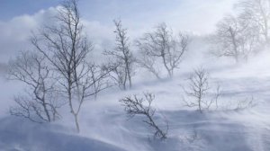 Артём Гельман - Ветер