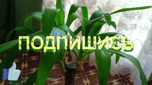 Если ваши растения, чахнут и не хотят расти!!!