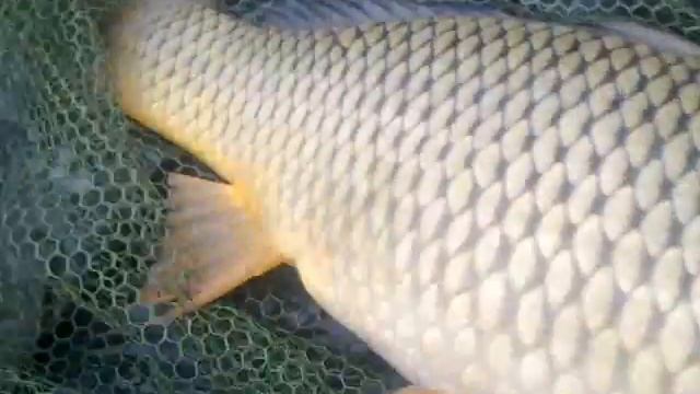 Медвежка осень 2011 смотреть онлайн