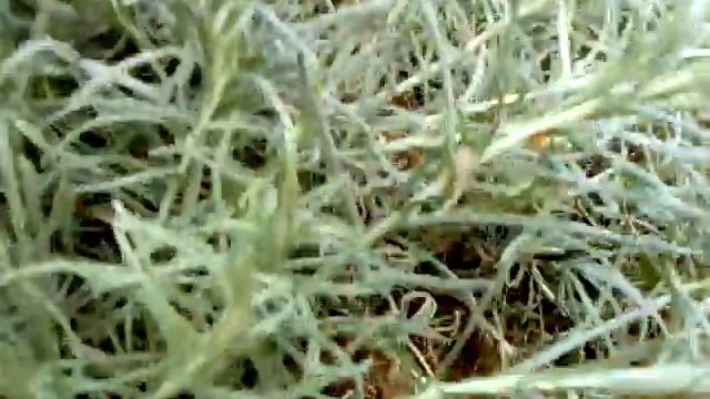 smilje смотреть онлайн