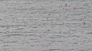 Дельфины в Анапе, 6 апреля 2025 года