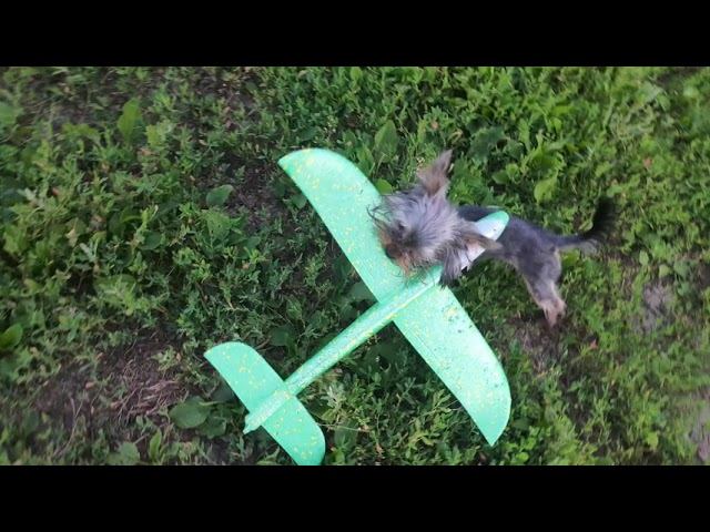 Убийца самолетов! смотреть онлайн