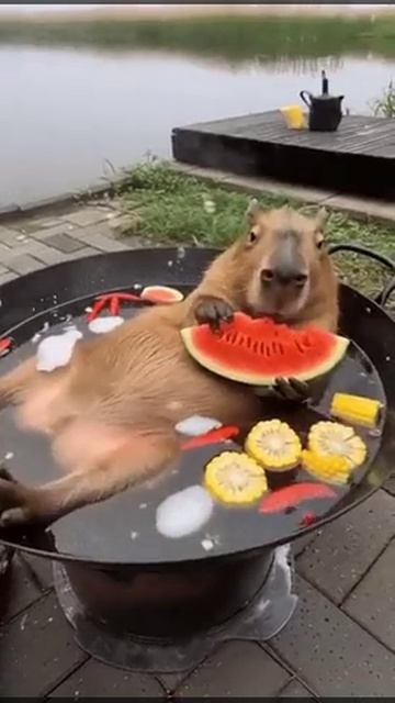 Капибарыня. смотреть онлайн