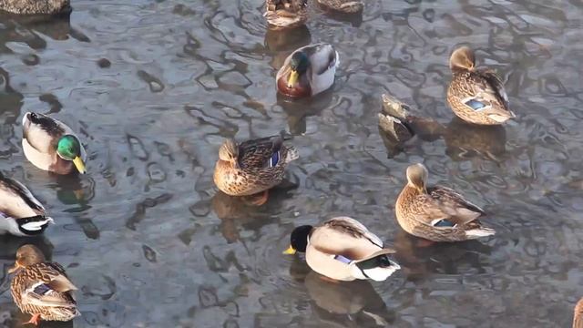 Бёрдвотчинг смотреть онлайн