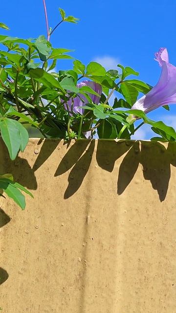 Perspectives in Bloom: Flower on Fence, A Towering Presence! 🌻🌾#ipomoeacairica #morningglory 84