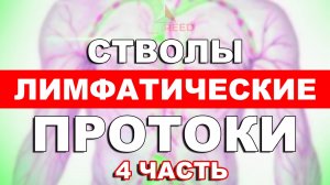 Лимфатические стволы и протоки: Где искать и что делают? (Часть 4)
