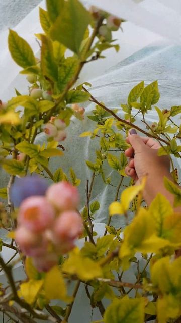 Potted Blueberry Picking смотреть онлайн