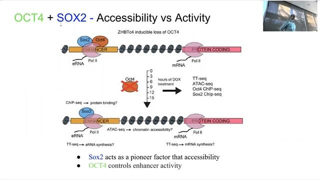 Epigenetic Reprogramming for Rejuvenation - Mechanisms and Pathways - Part 1: Yamanaka Factors