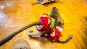 Степка НЕ ВЫДЕРЖАЛ Люськиного нахальства и побежал ВОСПИТЫВАТЬ сестру