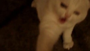 Don't Pet this Kitty!! NEVER SEEN BEFORE!!!