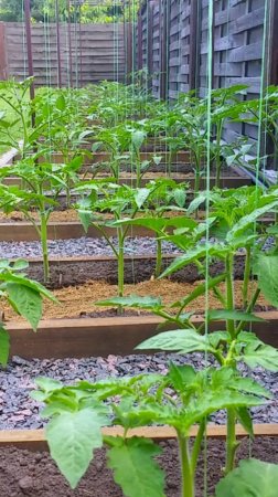 Надежный способ подвязки томатов🍅 #shorts #garden #советы