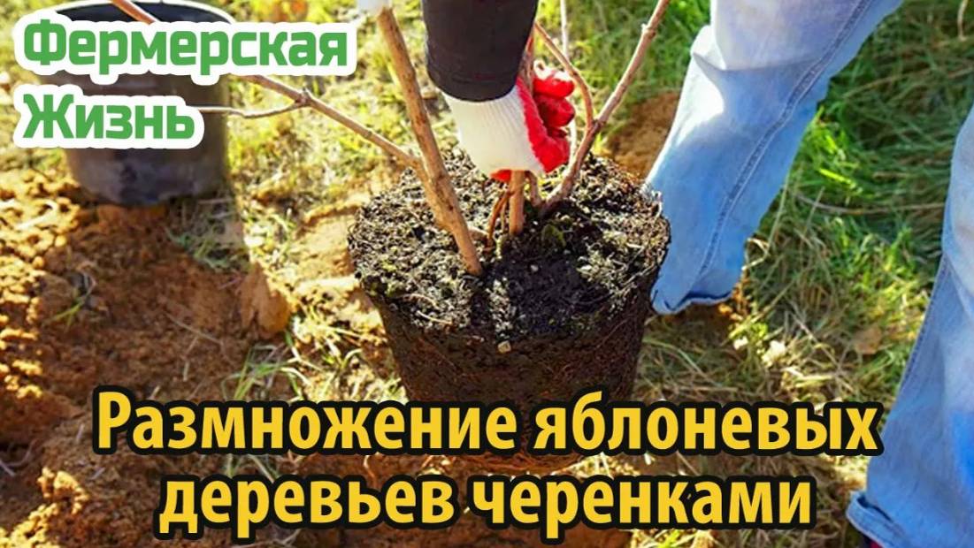 Размножение яблоневых деревьев черенками