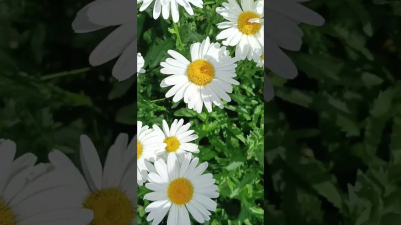 Ромашки #цветы #розы #plants