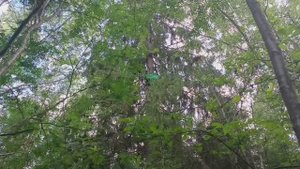 Проверяю ловушки (на бродячие рои)