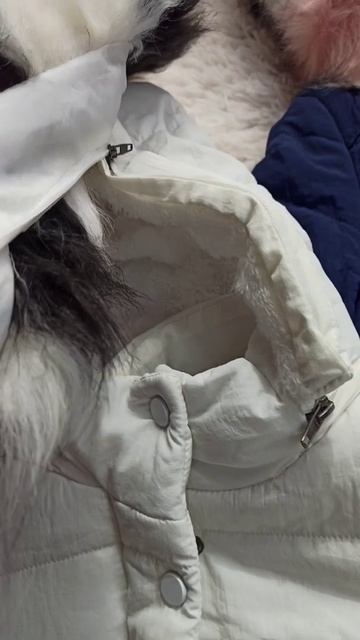 Jaqueta Bombojaco Lacoste Feminina peluciada Instagram @carecasurf1 смотреть онлайн