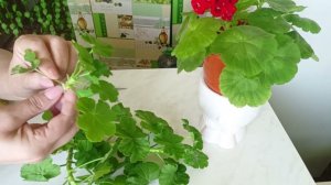 Укоренение черенков Герани