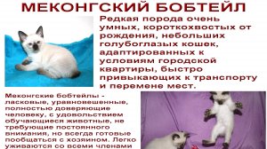 Меконгский бобтейл. Питомник Golden Truffle