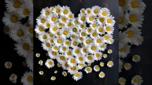 Я люблю тебя до луны. Ирина Дубцова