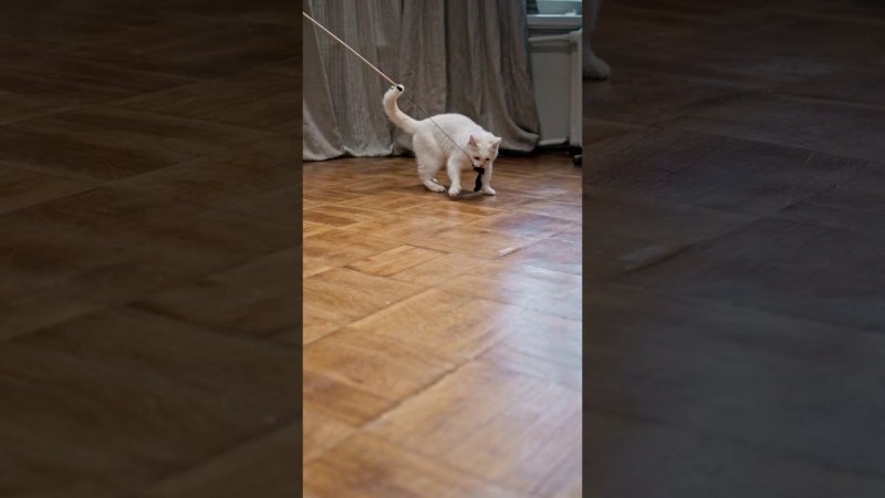 Веселая забава для кота