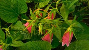 Акушера отправили вертолетом в глушь принять сложные роды… А увидев свое фото с траурной лентой…