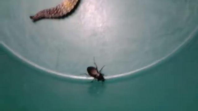 Ящерка ест огородных жуков смотреть онлайн