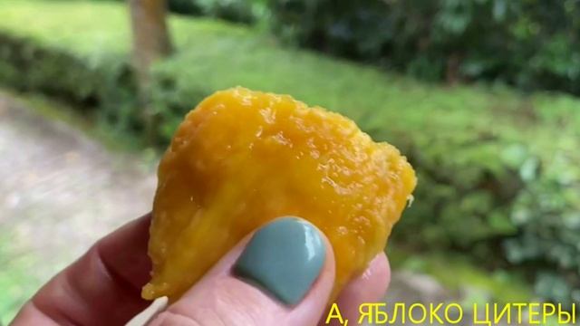 МАДАГАСКАР, апрель 2024. Неделю на острове. Прощайте руконоги Палмариума, привет Андасибе. 8 СЕРИЯ