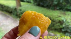 МАДАГАСКАР, апрель 2024. Неделю на острове. Прощайте руконоги Палмариума, привет Андасибе. 8 СЕРИЯ