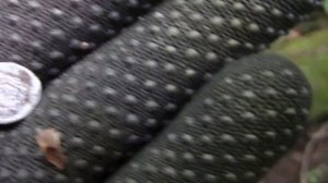 Шагнул в овраг и очумел от находок.