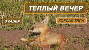Фильм "Корсак Тяпа". 3 серия. Теплый вечер