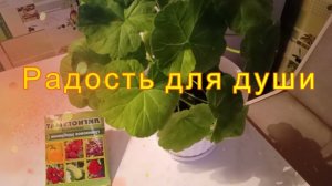 Для обильного цветения Герани, Лигногумат калийный, гуминовое удобрение
