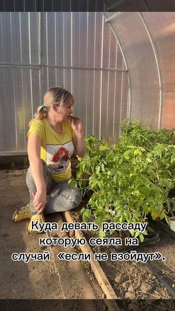 Куда девать излишки рассады