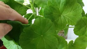 Формируем на Герани, красивый, пышный куст!!!