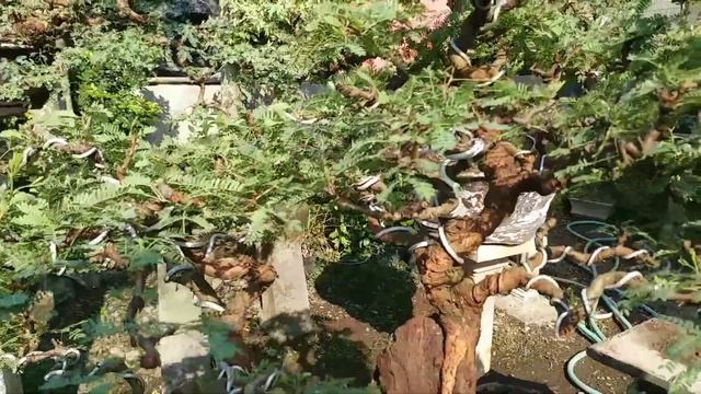 Cek harga bonsai,, dirumah Mas Reza kempas kempis Part 2