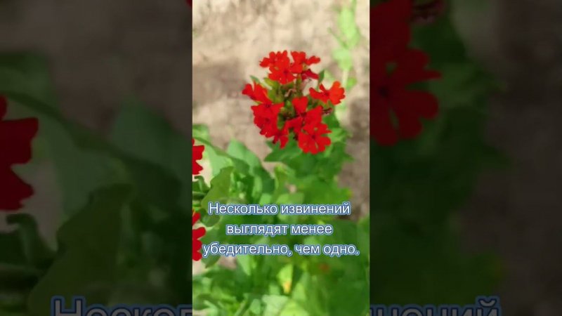 Дачные цветы #цветы #сад #природа