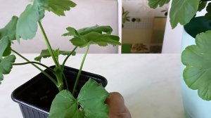 Как быстро из маленького черенка Герани нарастить Здоровый пышный кустик