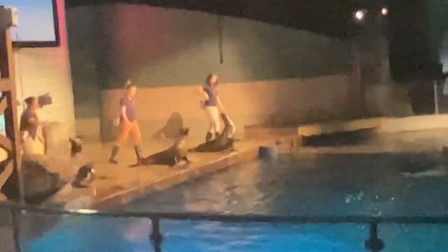 Mystic aquarium смотреть онлайн