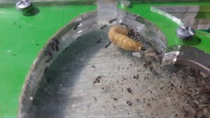 личинка и разборка куколки осы