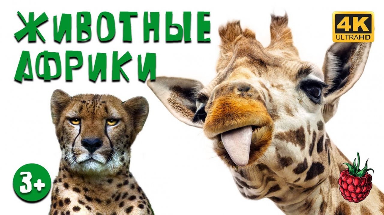 ЖИВОТНЫЕ АФРИКИ для детей! Развивающие мультики для детей!