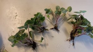 Пеперомия - пересадка и деление растения