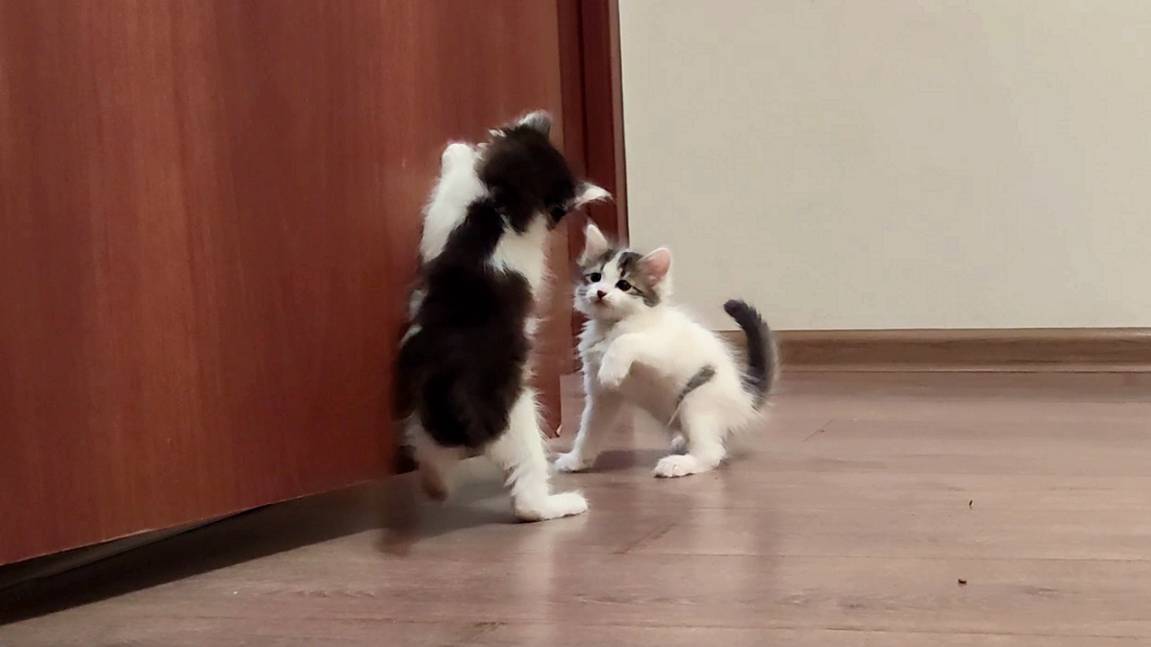 Котята, которые заставляют вас смеяться. Смешные котята и мама-кошка.