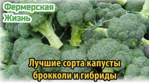 Лучшие сорта капусты брокколи и гибриды