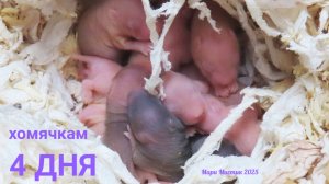 4 ДНЯ от роду #сирийскийхомяк #купить_хомяка 89215950848 #продаю_хомяка