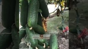 Огурец ЭРГУН F1 (ERGUN F1) - ранний, устойчивый к перерастанию, универсального назначения.