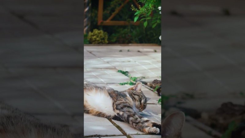У кошки самый лучший вайб