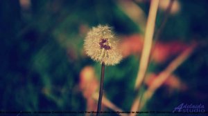 ❤ ♥ ❤ Мелодия, которая лечит душу - Dreaming Of Warmth ( Sad , Dark ) -- HoliznaPATREON -- Soundtrac