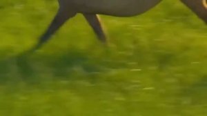 Красивое видео про лошадей.
