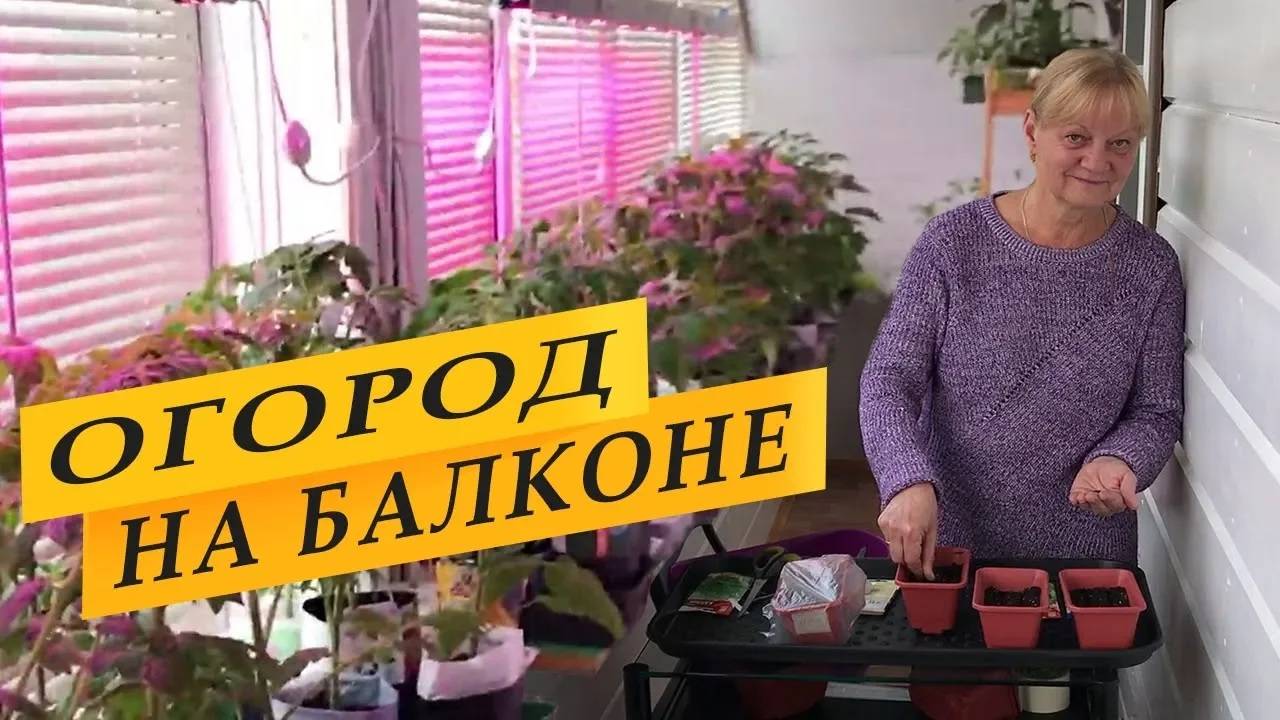 Огород на балконе. Выращивание помидоров и зелени. смотреть онлайн