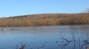 Открытие весенней охоты 2025г с подсадными утками.