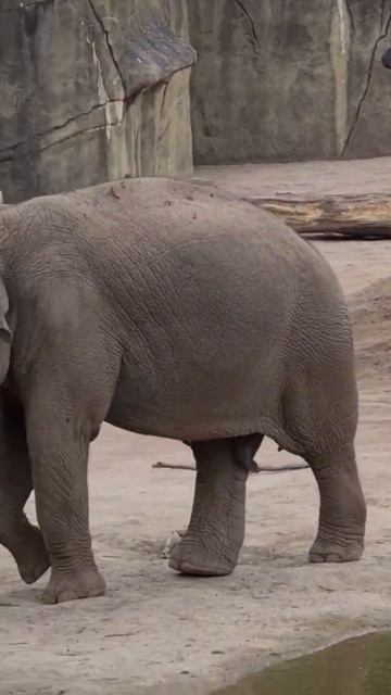 Cute Baby Elephant #elephant #shorts смотреть онлайн
